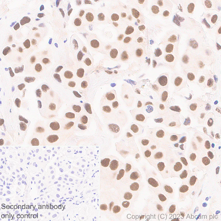 Immunohistochemistry (Formalin/PFA-fixed paraffin-embedded sections) - Anti-TEAD4/TEF-3 antibody [EPR26046-193] - BSA and Azide free (AB308622)