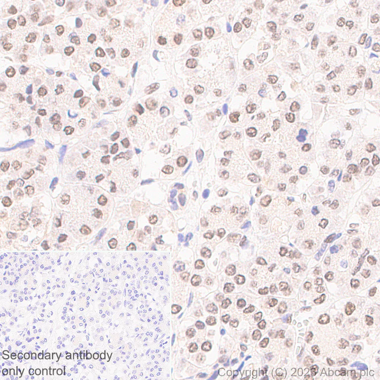 Immunohistochemistry (Formalin/PFA-fixed paraffin-embedded sections) - Anti-TEAD4/TEF-3 antibody [EPR26046-193] - BSA and Azide free (AB308622)