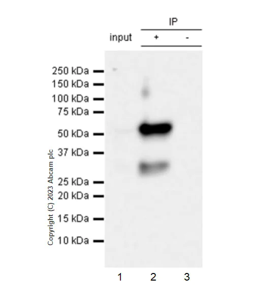 Immunoprecipitation - Anti-TEAD4/TEF-3 antibody [EPR26046-193] - BSA and Azide free (AB308622)