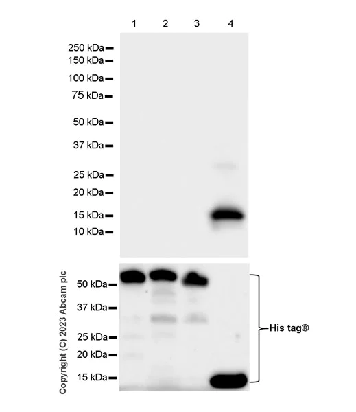 Western blot - Anti-TEAD4/TEF-3 antibody [EPR26046-193] - BSA and Azide free (AB308622)