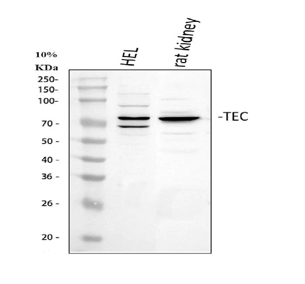 Western blot - Anti-Tec antibody - C-terminal (AB191013)