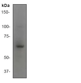 Western blot - Anti-Tec antibody [Y398] (AB32368)