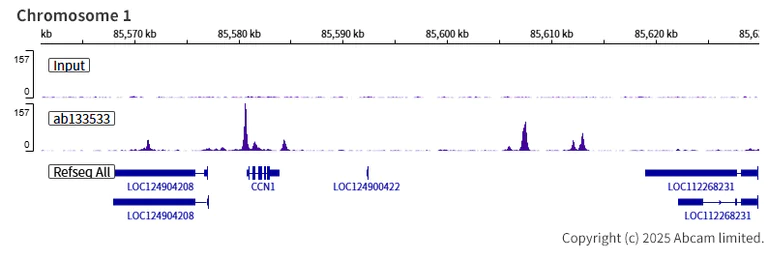 ChIP-sequencing - Anti-TEF1/TEAD-1 antibody [EPR3967(2)] (AB133533)