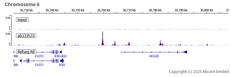 Anti-TEF1/TEAD-1 antibody [EPR3967(2)] (ab133533) | Abcam