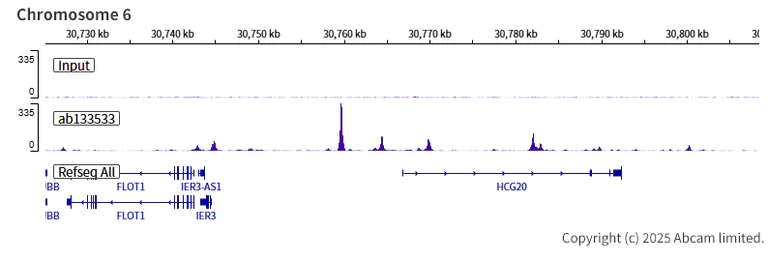 ChIP-sequencing - Anti-TEF1/TEAD-1 antibody [EPR3967(2)] (AB133533)