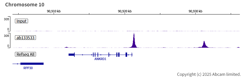 Anti-TEF1/TEAD-1 antibody [EPR3967(2)] (ab133533) | Abcam
