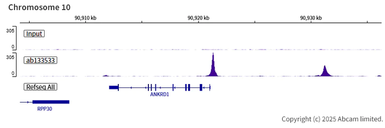 ChIP-sequencing - Anti-TEF1/TEAD-1 antibody [EPR3967(2)] (AB133533)