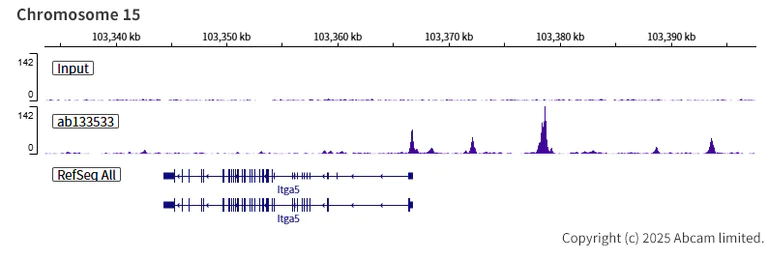 ChIP-sequencing - Anti-TEF1/TEAD-1 antibody [EPR3967(2)] (AB133533)