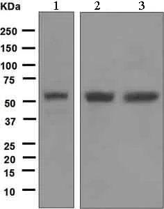 Western blot - Anti-TEF1/TEAD-1 antibody [EPR3967(2)] (AB133533)