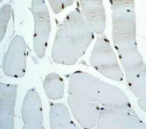 Immunohistochemistry (Formalin/PFA-fixed paraffin-embedded sections) - Anti-TEF1/TEAD-1 antibody [EPR3967(2)] - BSA and Azide free (AB219647)