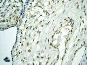Immunohistochemistry (Formalin/PFA-fixed paraffin-embedded sections) - Anti-TEF1/TEAD-1 antibody [EPR3967(2)] - BSA and Azide free (AB219647)