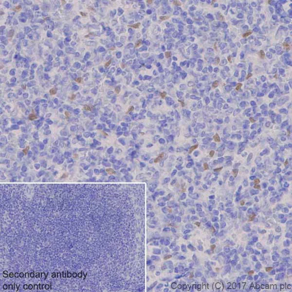 Immunohistochemistry (Formalin/PFA-fixed paraffin-embedded sections) - Anti-TEF1/TEAD-1 antibody [EPR3967(2)] - BSA and Azide free (AB219647)
