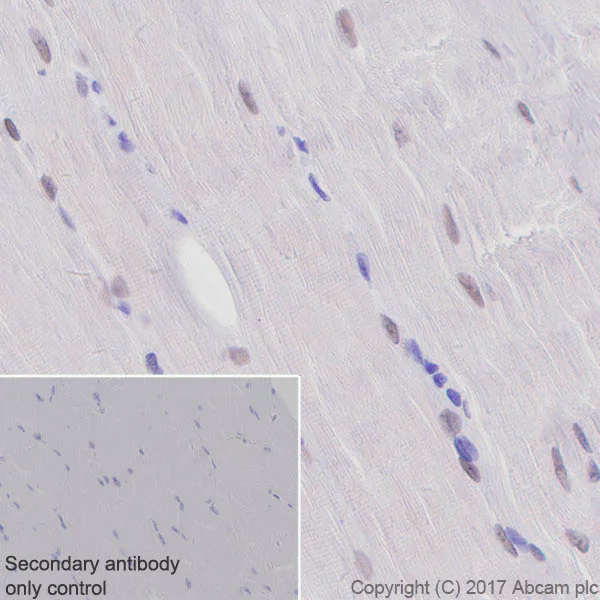 Immunohistochemistry (Formalin/PFA-fixed paraffin-embedded sections) - Anti-TEF1/TEAD-1 antibody [EPR3967(2)] - BSA and Azide free (AB219647)