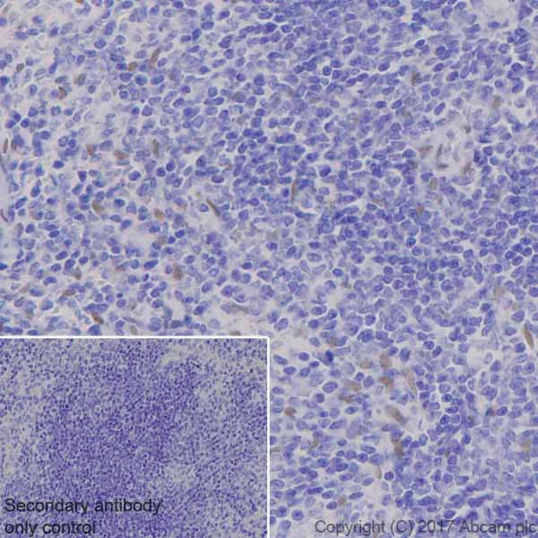 Immunohistochemistry (Formalin/PFA-fixed paraffin-embedded sections) - Anti-TEF1/TEAD-1 antibody [EPR3967(2)] - BSA and Azide free (AB219647)