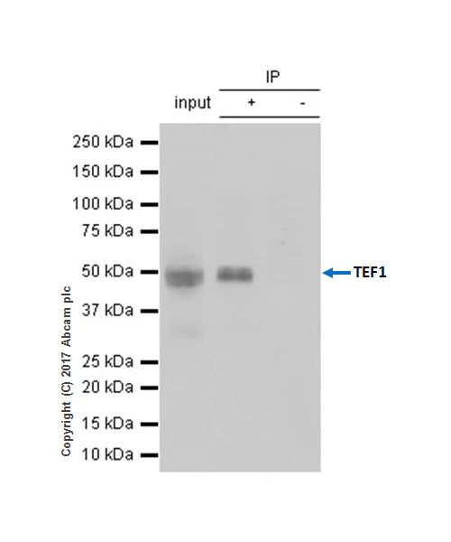 Immunoprecipitation - Anti-TEF1/TEAD-1 antibody [EPR3967(2)] - BSA and Azide free (AB219647)