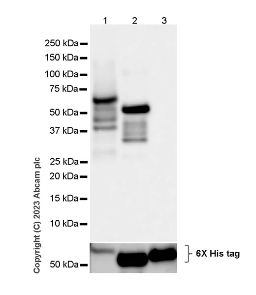 Western blot - Anti-TEF1/TEAD-1 antibody [EPR3967(2)] - BSA and Azide free (AB219647)