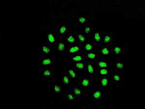 Immunocytochemistry/ Immunofluorescence - Anti-TEF1/TEAD-1 antibody [EPR3968(2)] (AB133535)