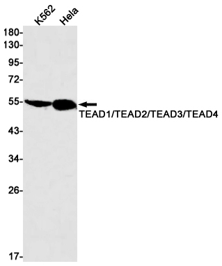 Western blot - Anti-TEF1/TEAD-1 + TEAD4 + TEA domain family member 2/ETF + TEAD3 Antibody [S09-9D9] (AB317403), expandable thumbnail