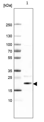 Western blot - Anti-Telethonin antibody (AB121868)