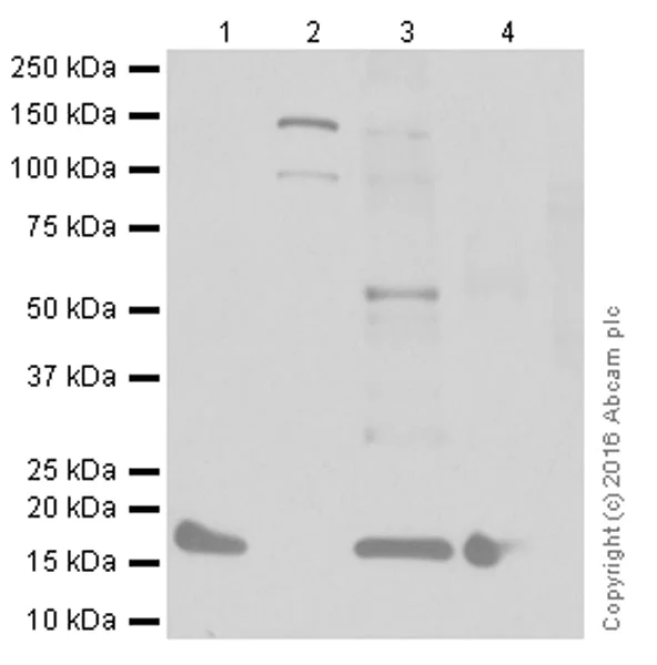 Western blot - Anti-Telethonin antibody [EPR8375] - BSA and Azide free (AB248591)