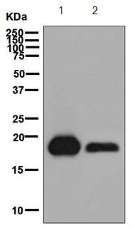 Western blot - Anti-Telethonin antibody [EPR8375] - BSA and Azide free (AB248591)