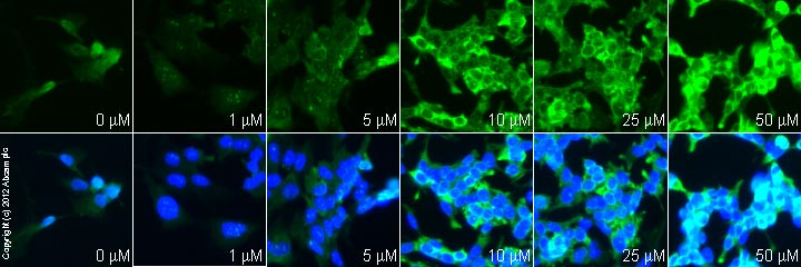 Functional Studies - Telmisartan, angiotensin II (AT1) antagonist (AB120831), expandable thumbnail