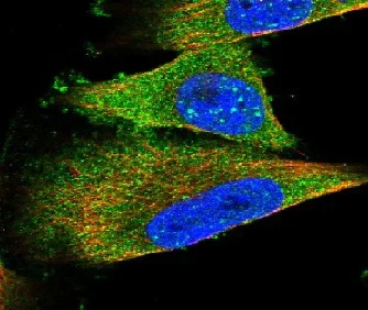 Immunocytochemistry/ Immunofluorescence - Anti-TELO2 antibody (AB122722)