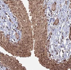 Immunohistochemistry (Formalin/PFA-fixed paraffin-embedded sections) - Anti-TELO2 antibody (AB122722)
