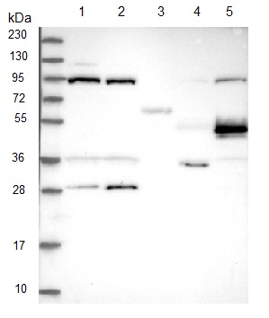 Western blot - Anti-TELO2 antibody (AB122722), expandable thumbnail