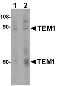 Western blot - Anti-TEM1 antibody (AB67273)