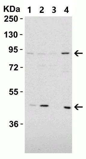 Western blot - Anti-TEM1 antibody (AB67273)