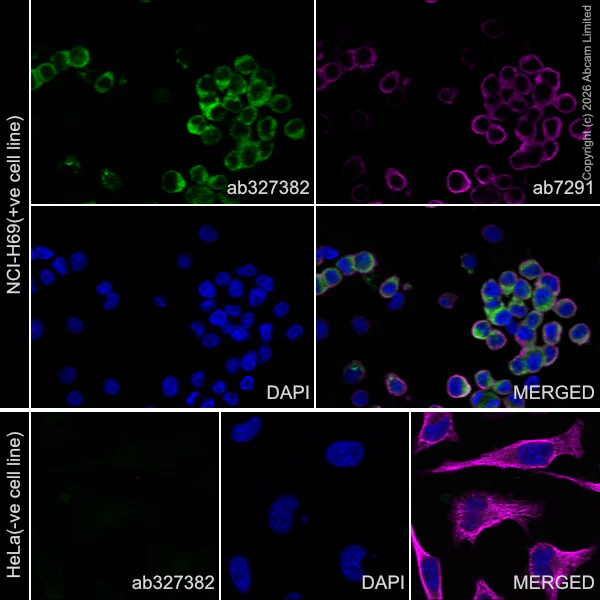 Immunocytochemistry/ Immunofluorescence - Anti-Ten-1 antibody [EPR29567-15] - C-terminal (AB327382)