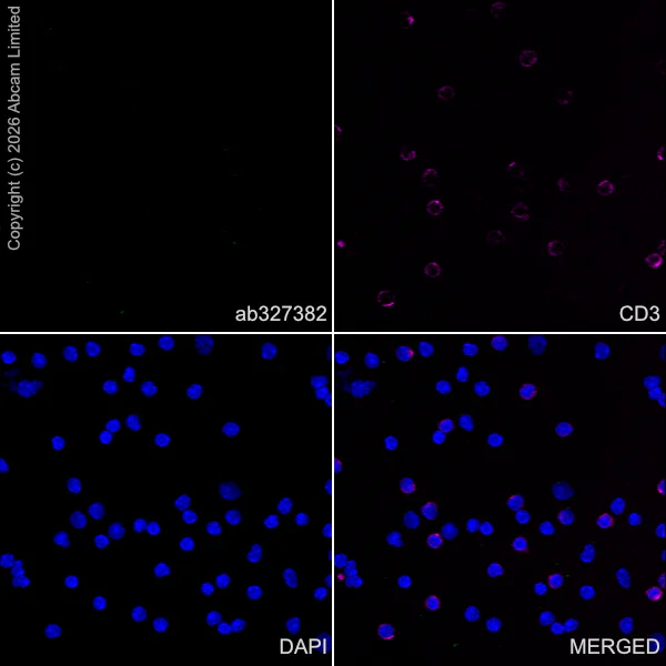 Immunocytochemistry/ Immunofluorescence - Anti-Ten-1 antibody [EPR29567-15] - C-terminal (AB327382)