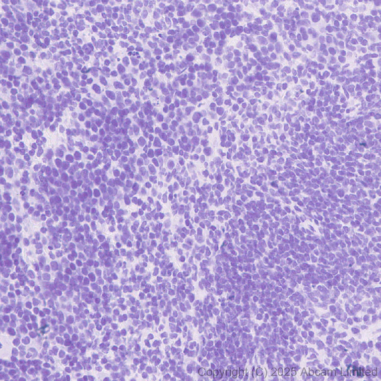 Immunohistochemistry (Formalin/PFA-fixed paraffin-embedded sections) - Anti-Ten-1 antibody [EPR29567-35] - C-terminal (AB325392)