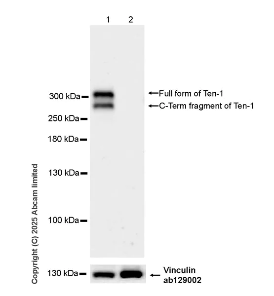 Western blot - Anti-Ten-1 antibody [EPR29567-35] - C-terminal (AB325392)