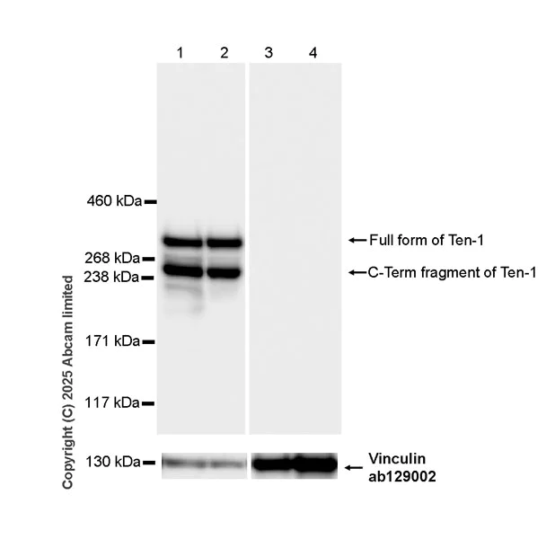 Western blot - Anti-Ten-1 antibody [EPR29567-35] - C-terminal (AB325392)