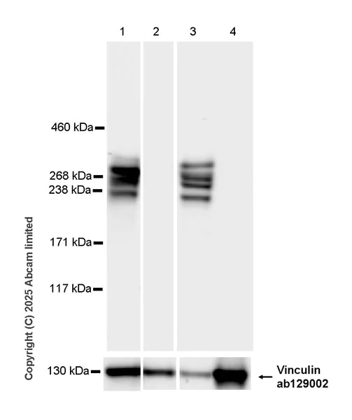Western blot - Anti-Ten-1 antibody [EPR29567-35] - C-terminal (AB325392)