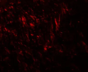 Immunocytochemistry/ Immunofluorescence - Anti-Ten-1 antibody - N-terminal (AB211297)