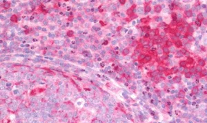 Immunocytochemistry/ Immunofluorescence - Anti-Ten-1 antibody - N-terminal (AB211297)