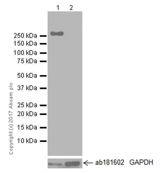 Western blot - Anti-Tenascin C antibody [EPR4219] (AB108930)