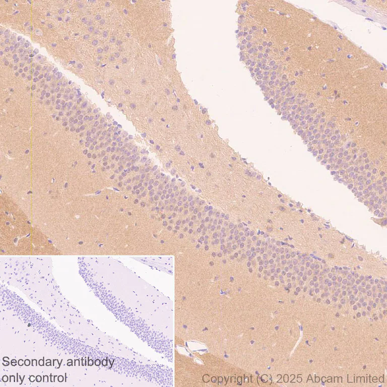 Immunohistochemistry (Formalin/PFA-fixed paraffin-embedded sections) - Anti-Teneurin-2 (C-terminal) antibody [EPR29568-575] (AB325134)