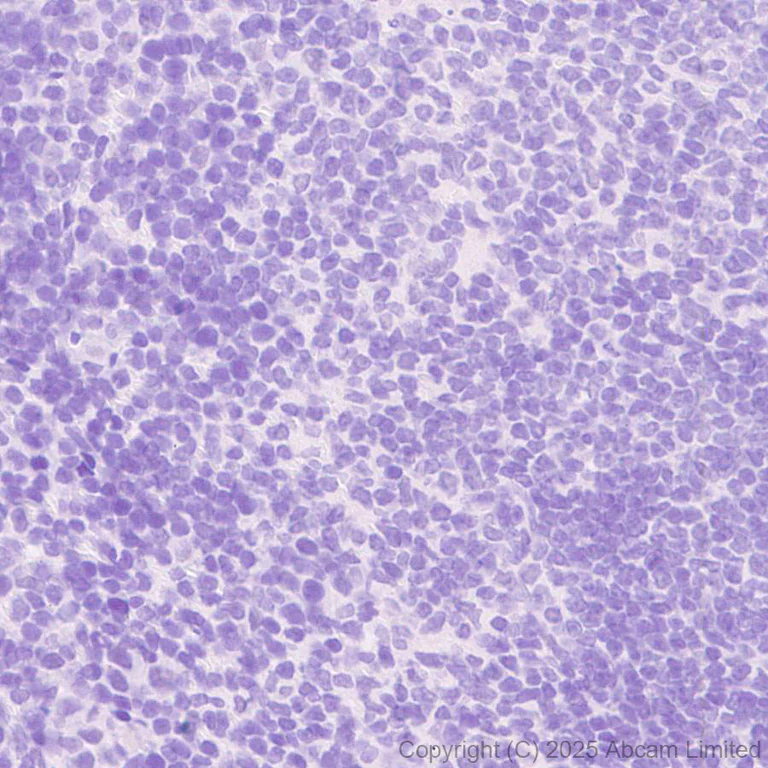 Immunohistochemistry (Formalin/PFA-fixed paraffin-embedded sections) - Anti-Teneurin-2 (C-terminal) antibody [EPR29568-575] (AB325134)