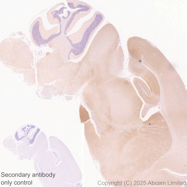 Immunohistochemistry (Formalin/PFA-fixed paraffin-embedded sections) - Anti-Teneurin-2 (C-terminal) antibody [EPR29568-575] (AB325134)