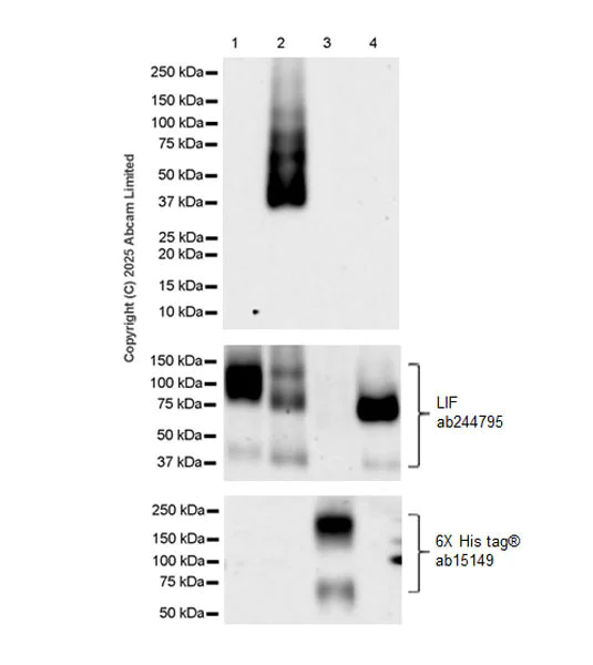 Western blot - Anti-Teneurin-2 (C-terminal) antibody [EPR29568-575] (AB325134)