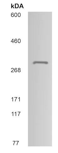 Western blot - Anti-Teneurin-4 antibody (AB215052)