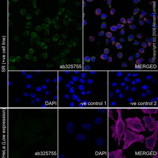 Immunocytochemistry/ Immunofluorescence - Anti-Teneurin-4 antibody [EPR29569-515] - N-terminal (AB325755)