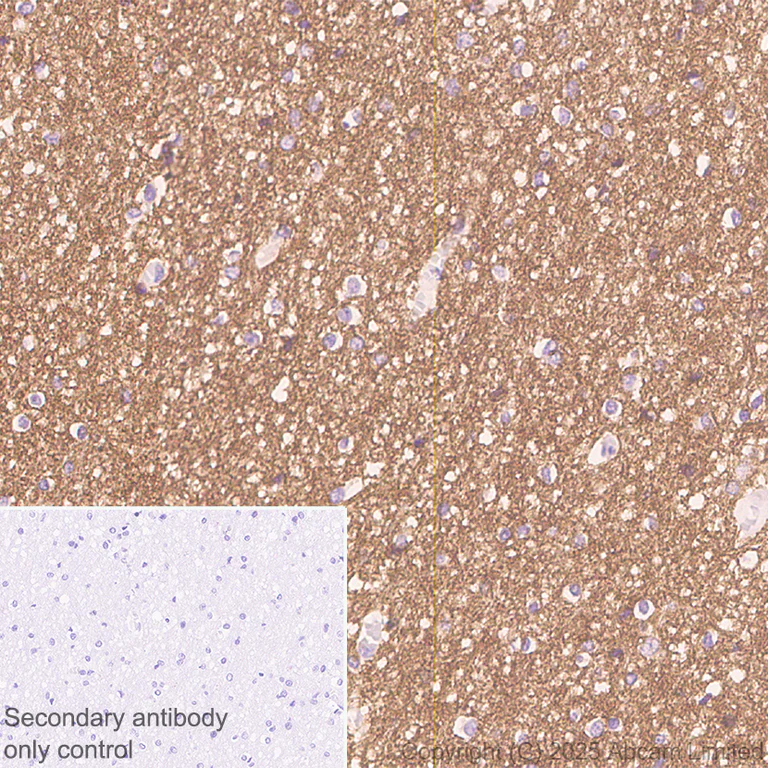 Immunohistochemistry (Formalin/PFA-fixed paraffin-embedded sections) - Anti-Teneurin-4 antibody [EPR29569-515] - N-terminal (AB325755)
