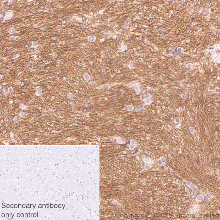 Immunohistochemistry (Formalin/PFA-fixed paraffin-embedded sections) - Anti-Teneurin-4 antibody [EPR29569-515] - N-terminal (AB325755)