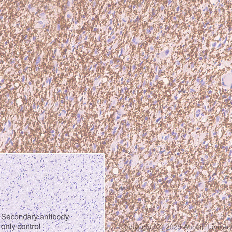 Immunohistochemistry (Formalin/PFA-fixed paraffin-embedded sections) - Anti-Teneurin-4 antibody [EPR29569-515] - N-terminal (AB325755)