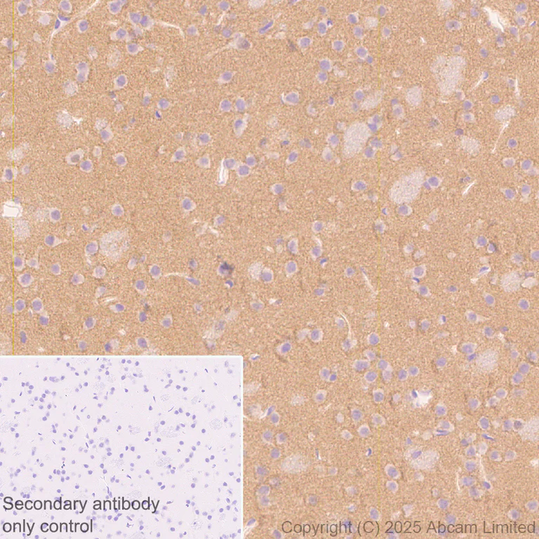 Immunohistochemistry (Formalin/PFA-fixed paraffin-embedded sections) - Anti-Teneurin-4 antibody [EPR29569-515] - N-terminal (AB325755)